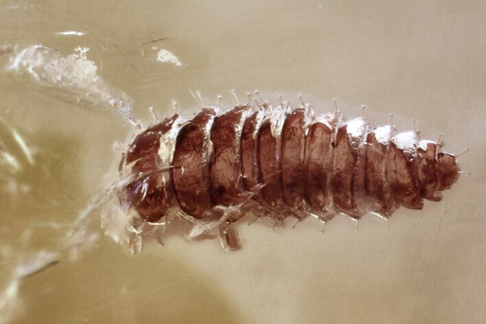 Fossil Beetle Larva (Coleoptera) in Baltic Amber #372541